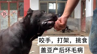 加纳利犬盖亚产后坏毛病太多，挑衅沙拉，威胁修罗，甚至敢咬我手