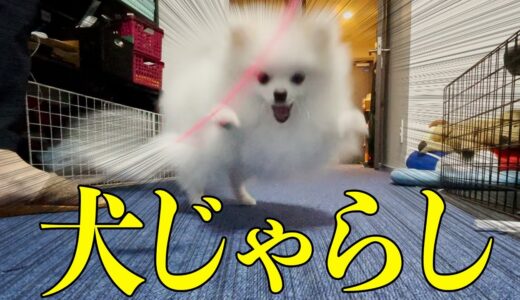 【検証】犬は猫じゃらしでじゃれるのか！？