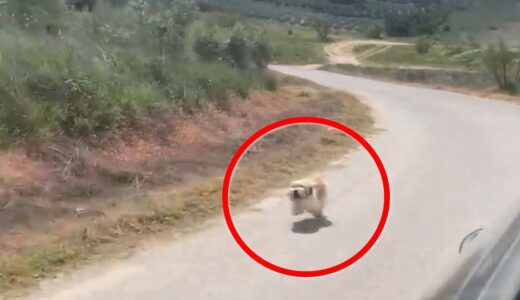 車を追いかけてきた犬。田舎道で一生懸命ついてくる犬の姿に心打たれる【感動 動物】