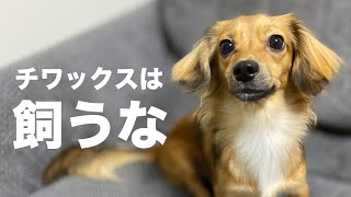 チワックスを飼わない方がいい理由【犬 飼う 大変 犬との生活】