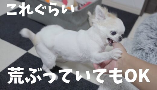 犬がどれだけ興奮していても一瞬で大人しくなる方法がこちら😆