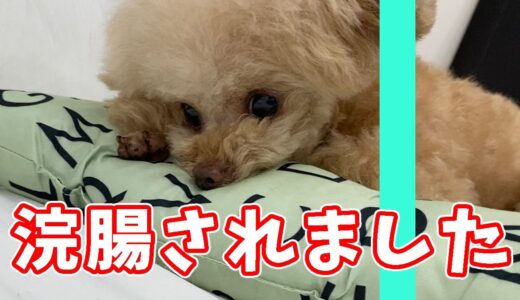 浣腸されてイジケた犬の様子がこちらですｗ【トイプードル】