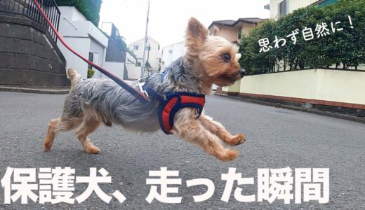 6年ケージ生活だった保護犬が、初めて走った瞬間【Day40】