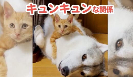 猫さんたちに怒られてばかりだったハスキー犬が、新入り子猫ちゃんとキュンキュンな関係に♡