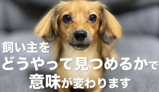 飼い主をどうやって見つめるかで分かる犬の気持ち