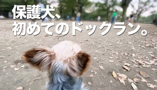 犬好きの保護犬が、始めてドックランに行った日【Day64】