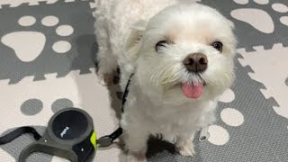 久し振りのお散歩に嬉しさを隠しきれない犬はこちらw【マルチーズ】