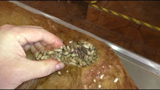 犬からワームを取り除くRemoving mangoworm in dog #66