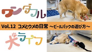 ワンダフル犬ライフ　〜Vol.12 コメとウメの日常　ビールパックの遊び方〜