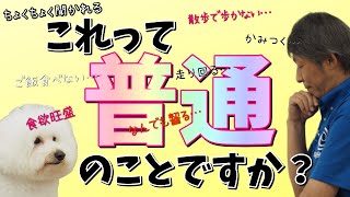 「これって普通ですか？」と犬のしつけや暮らしでよく聞かれるご質問にお答えしました。