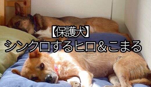 【保護犬】シンクロする、ヒロ&こまる