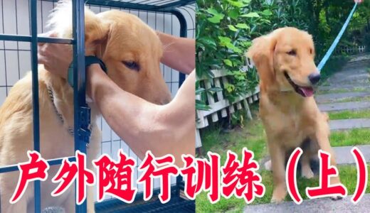 幼犬户外随行训练，半小时就搞定（上集）【犬道APP】