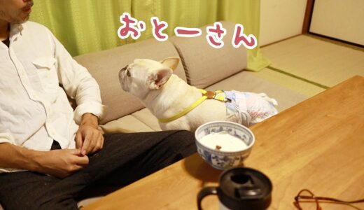 お父さんの朝ごはん中に甘えたくなった犬が可愛い