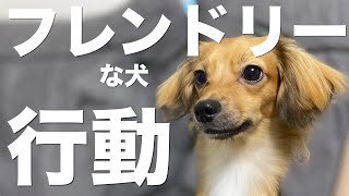 フレンドリーな犬の行動