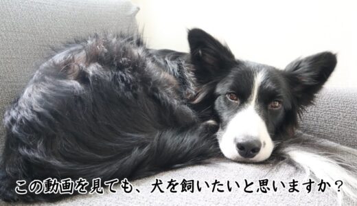 犬を飼う前に必ず知っておいて欲しいこと。一つでも無理なら飼わない方がいい。【覚悟】