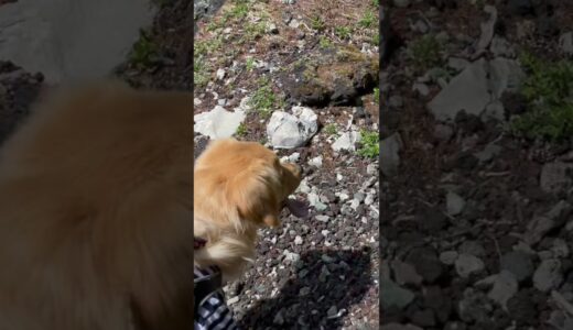 大型犬が急発進してスリップ事故、、、飼い主が映る #shorts