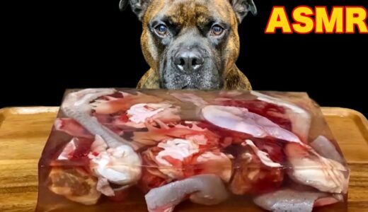 【大食い犬ASMR】超巨大生肉ゼリーに戸惑う愛犬が可愛いすぎるwww