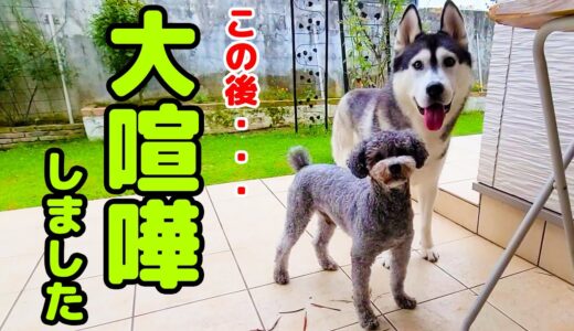 どうにもなりません。諦めました・・・ハスキー犬と保護犬トイプードル