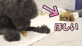 ヒトのおやつが欲しくなりいじける犬、結果がこちら