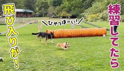 訓練中に大型犬が乱入してきました【コーギー】