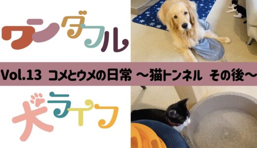 ワンダフル犬ライフ　〜Vol.13 コメとウメの日常　猫トンネル その後〜