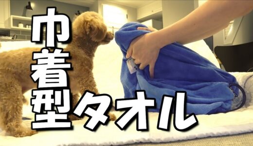 犬を袋型バスタオルで拭いたら面白かった【犬風呂】