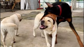 ドッグトレーナーさんに室伏広治ぽい犬をお願いしたらドンピシャきた