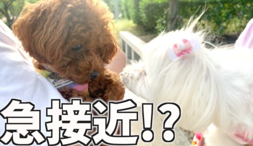 犬嫌いの犬が散歩中に他の犬と出会った結果…【トイプードル】