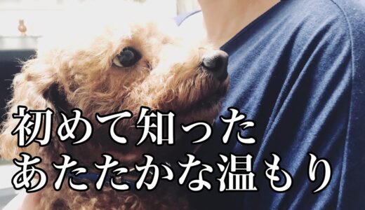 【涙腺崩壊】保護犬と向き合うという事。保護犬/引き取り/飼う/心を開く/トイプードル/子供と保護犬/vlog