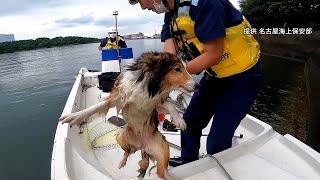 河口に取り残された犬を救助