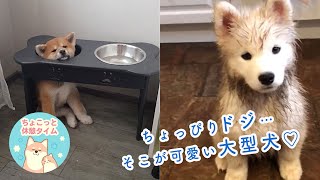 そういうところが大好き♡ ちょっぴりドジな大型犬♪【ちょこっと休憩タイム】