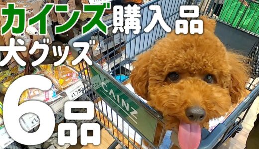 【初めてのカインズ】我が家の選んだ犬グッズ6点を紹介します♪