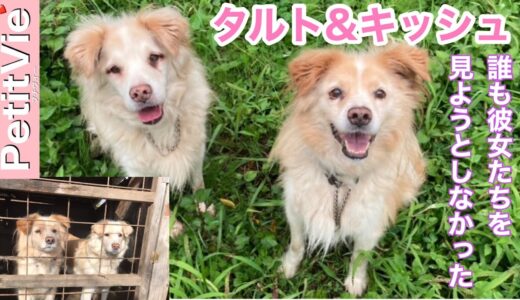 シニア母娘犬タルト&キッシュのレスキュー事情とキッシュの犬生初トリミング（約9年間犬小屋生活の垢落とし）！ご機嫌なキッシュに感涙！！