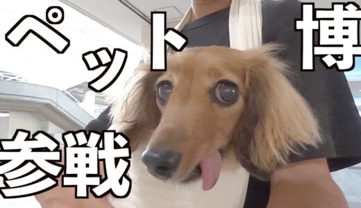 【元保護犬】初めてのペット博でオロオロする飼い主と愛犬【カニンヘンダックスえびすの日常】