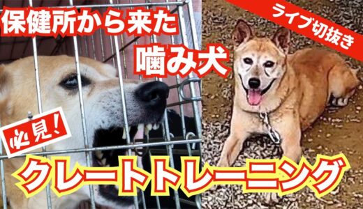 【必見！】噛む・吠える・破壊行動　犬の問題行動はまず寝床から❗️ライブ切抜き動画👍