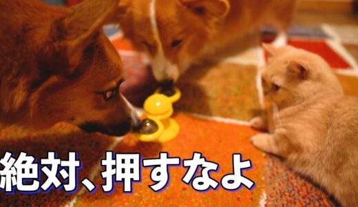 遊び方が分からず、パニックになる犬と猫【コーギー】