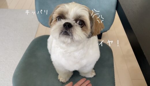 【シーズー】いたしませんっ！！！【犬Vlog】