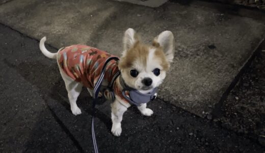 暗闇でも完璧な技を見せつける老犬チワワのチョピダ真央ｗ