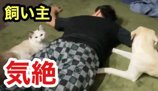 飼い主が気絶した時の子猫と犬の反応がこちらです