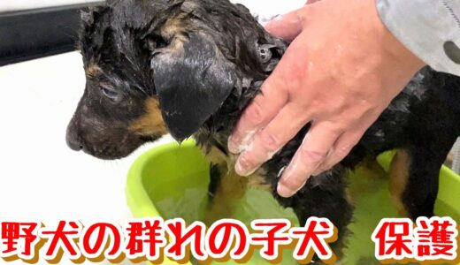 【犬　子犬　保護犬】野犬の群れで育った子犬　保護しました