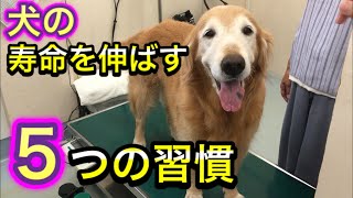 獣医師がお勧めする犬の健康寿命を延ばす５つのケアについて。子宮蓄膿症を乗り越えて元気にしていますよ！