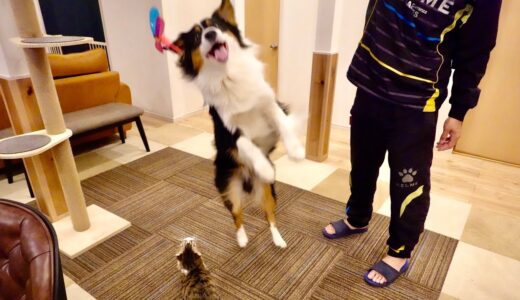 猫じゃらしで遊んでたら犬が飛び入り参加して大変なことになった