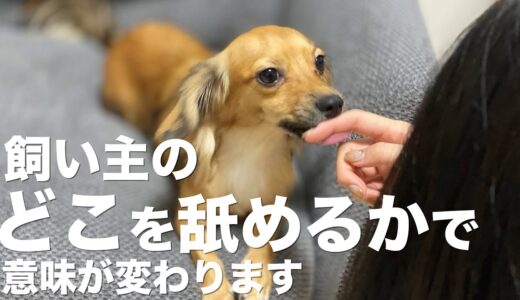 飼い主のどこを舐めるかで分かる犬の気持ち