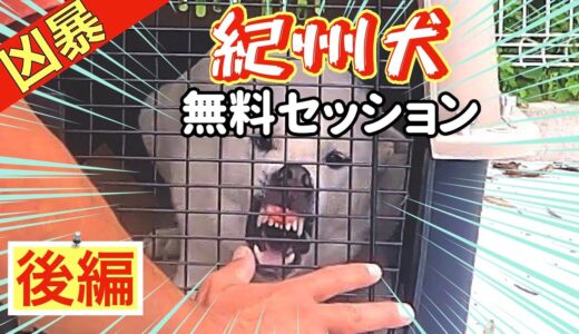 【凶暴犬】噛む紀州犬メンバーシップ特別無料セッション（後編）