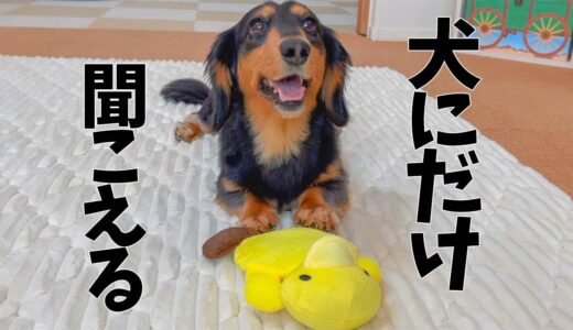 犬にしか聞こえない音を出すオモチャで遊んだ結果･･･【ダックスフンド】