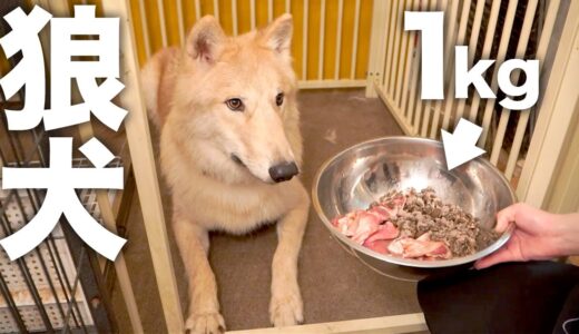 【速すぎ!】1kgのご飯を一瞬でたいらげる狼犬【ウルフドッグ】