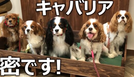 人を幸せにするキャバリア犬が集まるお店です