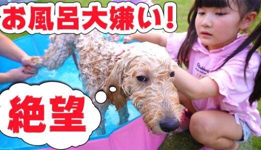 【絶望】お風呂嫌いな犬3匹と大作戦！ – はねまりチャンネル