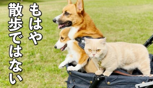 私「あのさ、これ散歩なの？」犬猫「……」