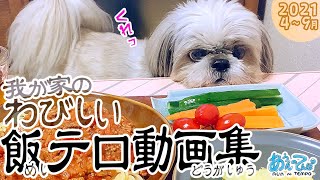 シーズー犬と我が家のわびしい飯テロ動画集【2021.4月〜9月編】